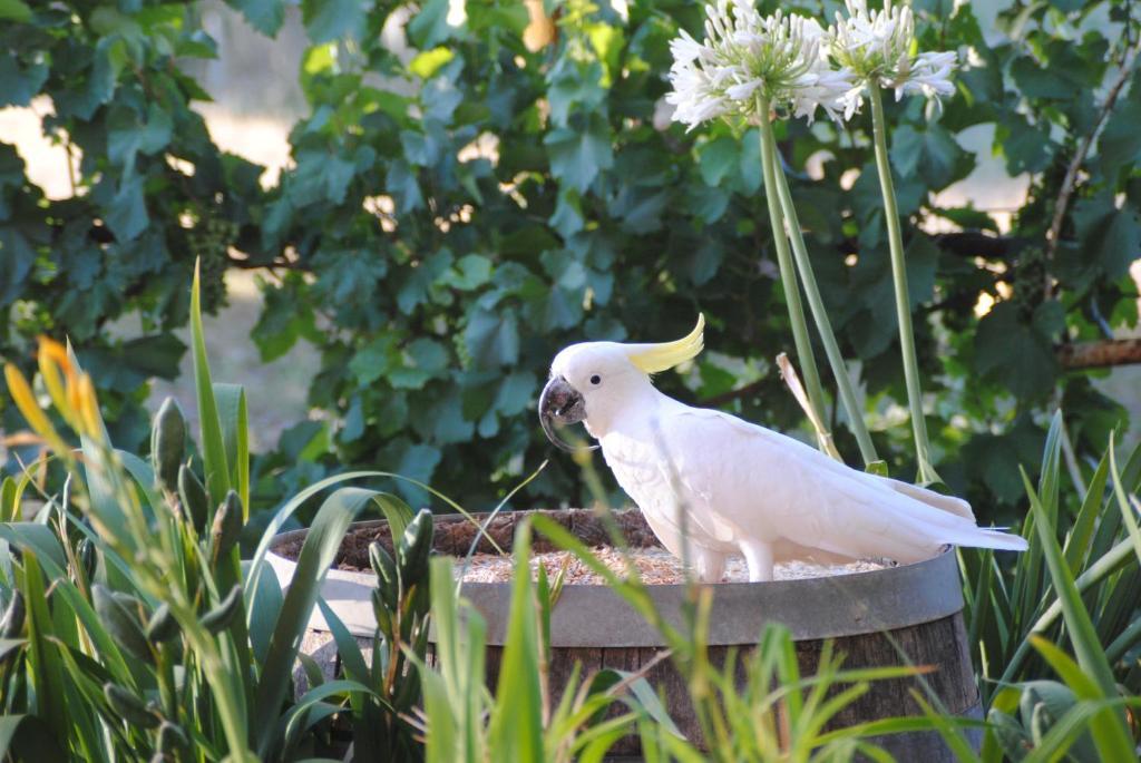 Amble At Hahndorf Bed & Breakfast Oda fotoğraf