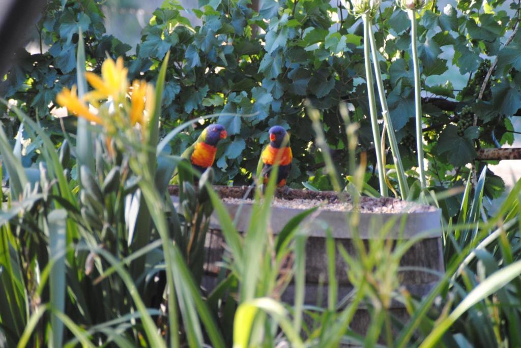Amble At Hahndorf Bed & Breakfast Oda fotoğraf
